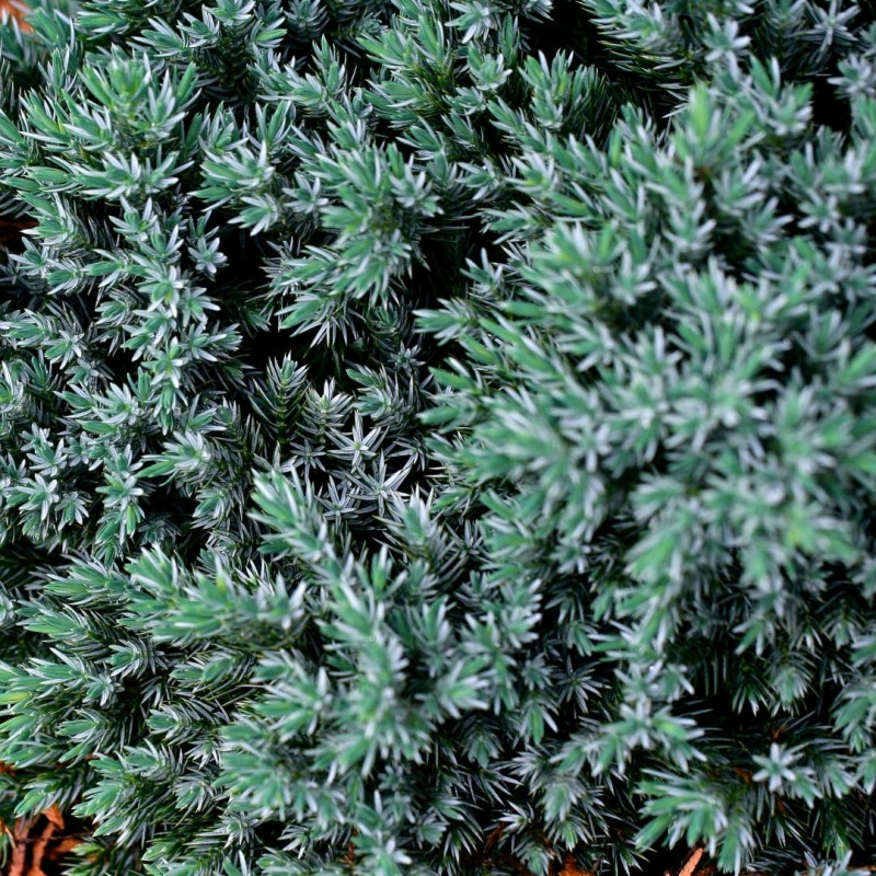 Genévrier écailleux Blue Star - Juniperus squamata Blue Star 20/30cm Pot 2,5L