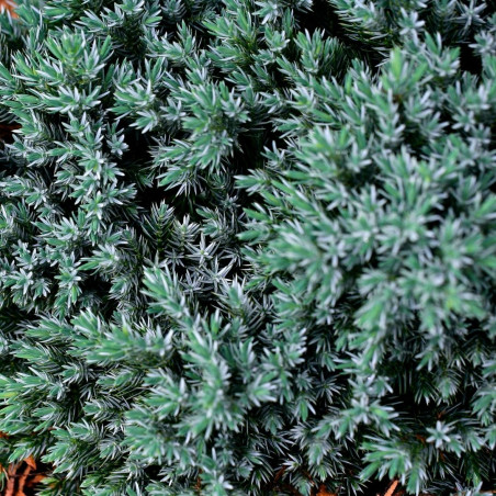 Genévrier écailleux Blue Star - Juniperus squamata Blue Star 20/30cm Pot 2,5L