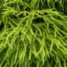 Cryptoméria du Japon Twinkle Toes - Cryptomeria japonica Twinkle Toes 15/25cm Pot 2,5L