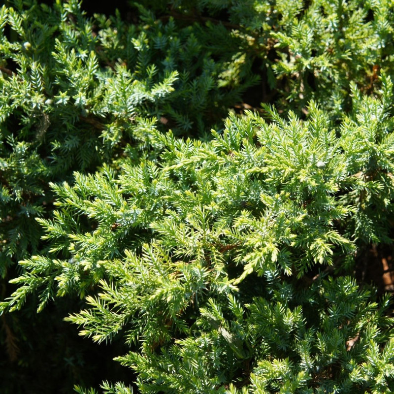 Genévrier écailleux Holger - Juniperus squamata Holger 20cm Pot 10L