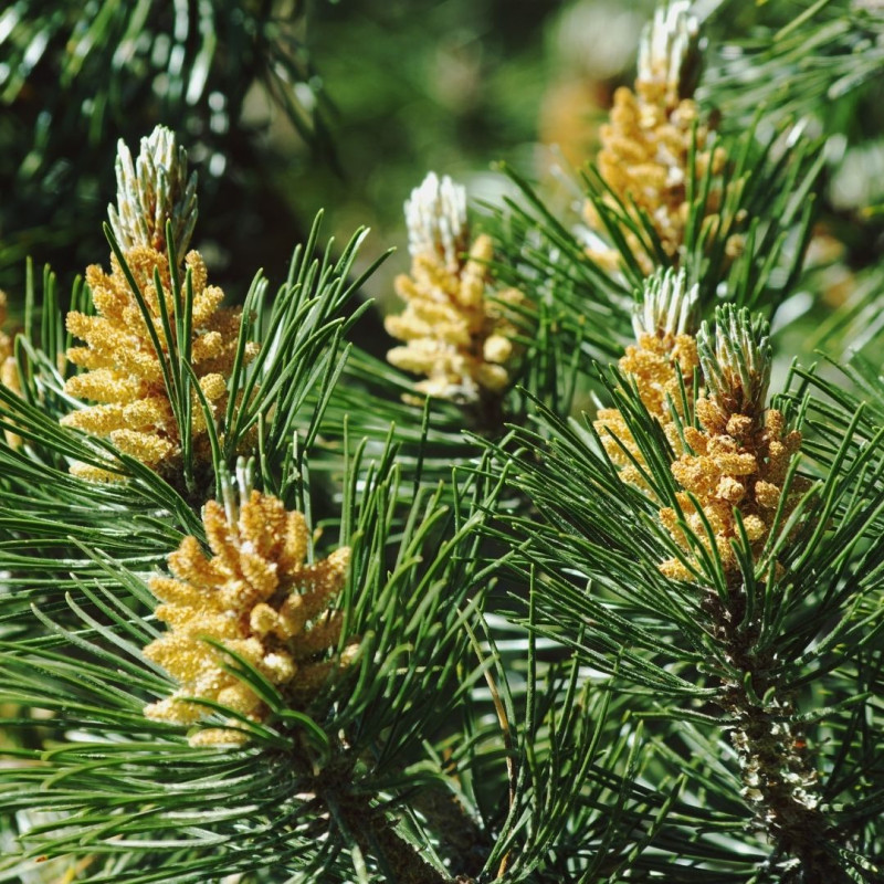 Pin mugo Mughus - Pinus mugo Mughus 15/25cm Pot 2,5L