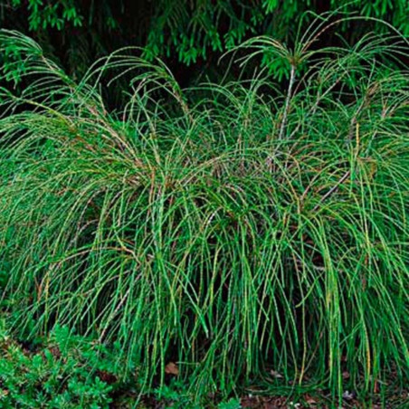 Thuya Whipcord - Thuja plicata Whipcord 20/30cm Pot 2,5L