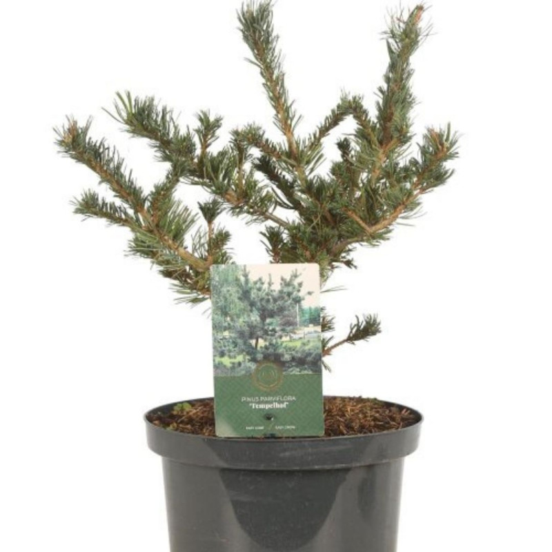 Pin Tempelhof - Pinus parviflora Tempelhof 20/40cm Pot 5L