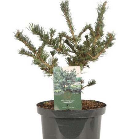 Pin Tempelhof - Pinus parviflora Tempelhof 20/40cm Pot 5L