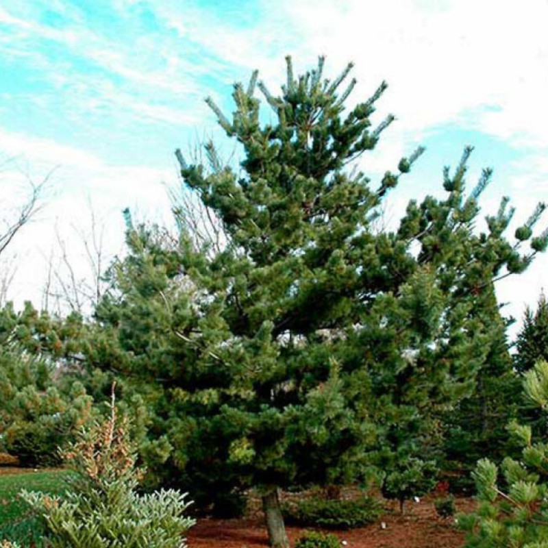 Pin Tempelhof - Pinus parviflora Tempelhof 20/40cm Pot 5L