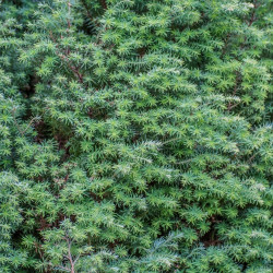 Genévrier commun Repanda - Juniperus communis Repanda 20/30cm Pot 2,5L