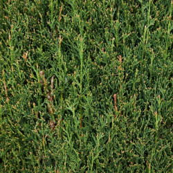 Cyprès de Provence Totem - Cupressus sempervirens Totem 30/40cm Pot 2,5L