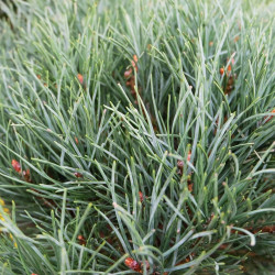 Pin sylvestre Watereri - Pinus sylvestris Watereri 30/35cm Pot 12L