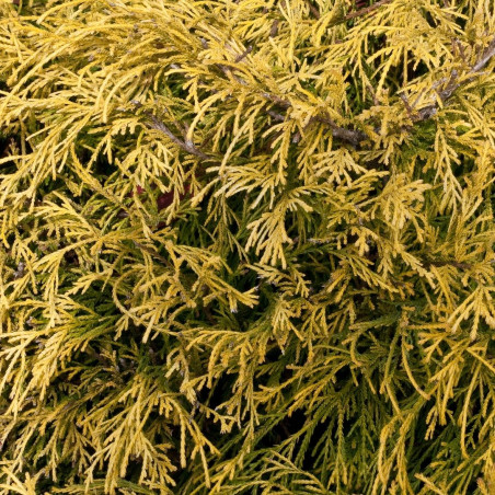 Faux-cyprès de Sawara Sungold - Chamaecyparis pisifera Sungold 20/40cm Pot 10L
