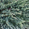 Genévrier écailleux Blue Carpet - Juniperus squamata Blue Carpet 20/30cm Pot 2,5L