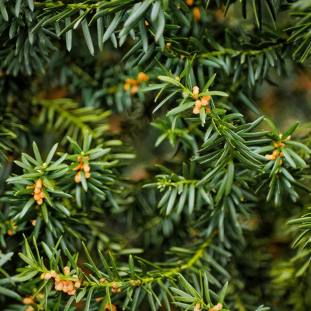 If commun Repandens - Taxus baccata Repandens 20/40cm Pot 10L