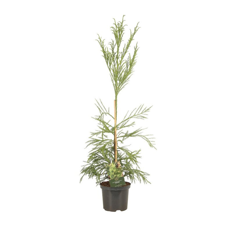 Cryptoméria du Japon Kitayama - Cryptomeria japonica Kitayama 25/35cm Pot 2,5L
