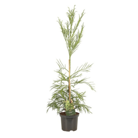 Cryptoméria du Japon Kitayama - Cryptomeria japonica Kitayama 25/35cm Pot 2,5L