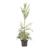 Cryptoméria du Japon Kitayama - Cryptomeria japonica Kitayama 25/35cm Pot 2,5L