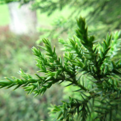 Cryptoméria du Japon Kitayama - Cryptomeria japonica Kitayama 25/35cm Pot 2,5L