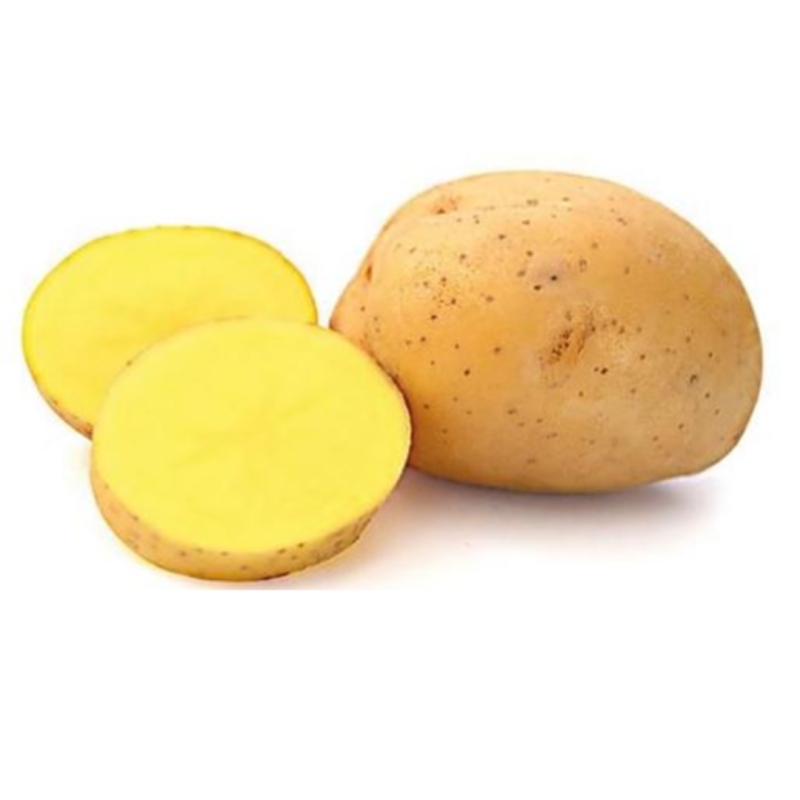 Otolia 100 Plants de pomme de terre