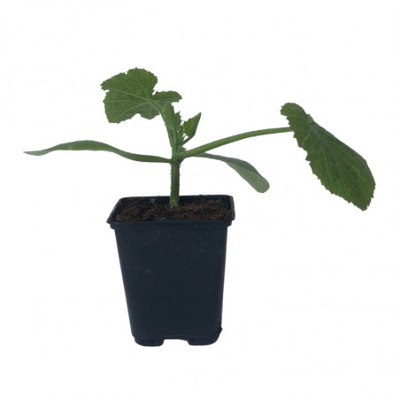 3 Plants Courgette Partenon Pot 10,5cm Sélection Jardinul