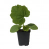 3 Plants Potimarron Divine Pot 10,5cm Sélection Jardinul