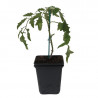 3 Plants Tomate Crazy Cherry Pot 10,5cm Sélection Jardinul