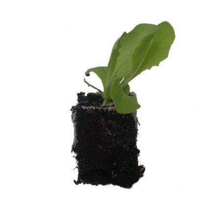 6 plants Laitues Aquino Motte 4 cm Sélection Jardinul