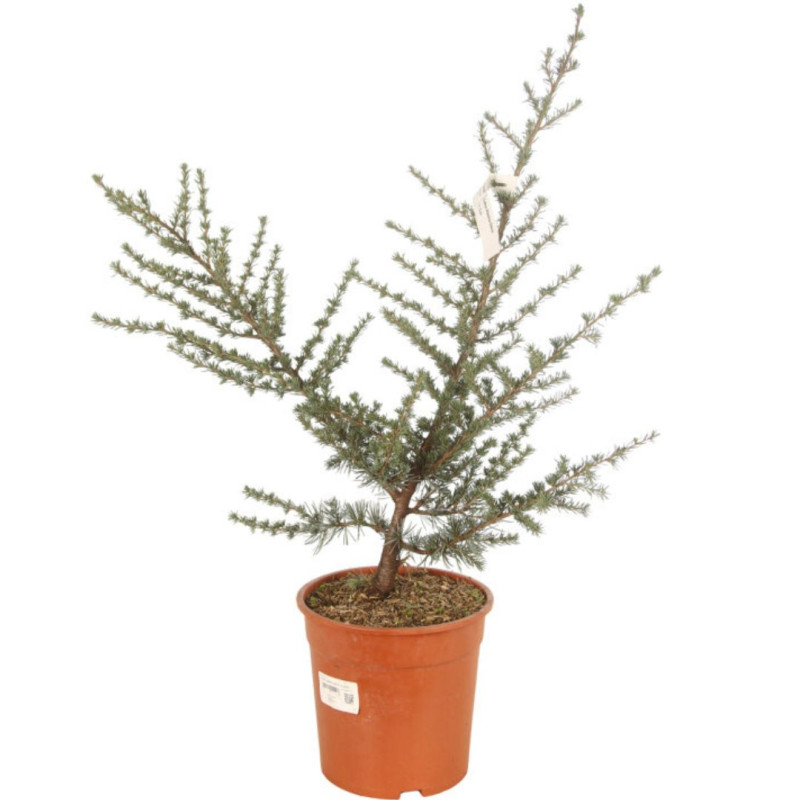 Cèdre du Liban Glauca - Cedrus libani Glauca 60/80cm Pot 9L