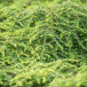 Pruche du Canada Golden Splendor - Tsuga canadensis Golden Splendor 15/20 cm Pot 2,5L