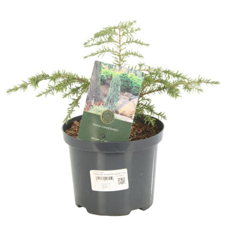 Pruche du Canada Golden Splendor - Tsuga canadensis Golden Splendor 15/20 cm Pot 2,5L
