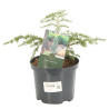 Pruche du Canada Golden Splendor - Tsuga canadensis Golden Splendor 15/20 cm Pot 2,5L
