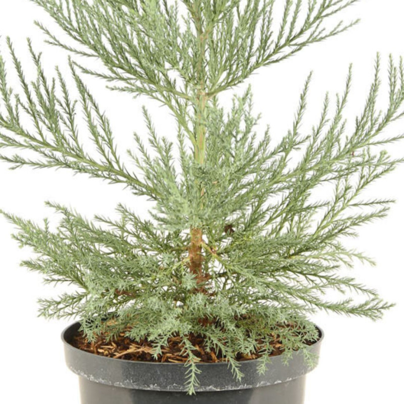 Séquoia géant - Sequoiadendron giganteum 40/60cm Pot 2,5L