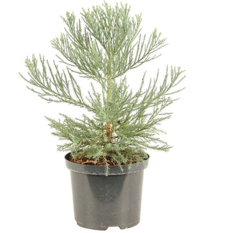 Séquoia géant - Sequoiadendron giganteum 40/60cm Pot 2,5L