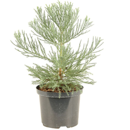 Séquoia géant - Sequoiadendron giganteum 40/60cm Pot 2,5L
