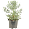 Séquoia géant - Sequoiadendron giganteum 40/60cm Pot 2,5L