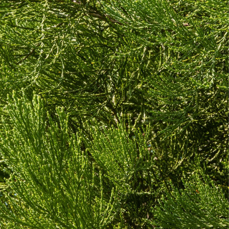 Séquoia géant - Sequoiadendron giganteum 40/60cm Pot 2,5L