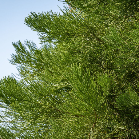 Séquoia géant - Sequoiadendron giganteum 40/60cm Pot 2,5L