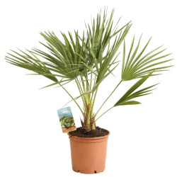 Palmier nain – Chamaerops humilis 60/70 cm Pot 3L