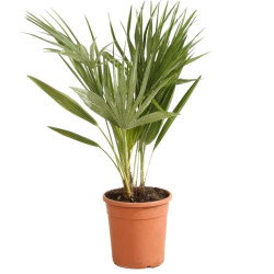 Palmier nain – Chamaerops humilis 90/110cm Pot 5L