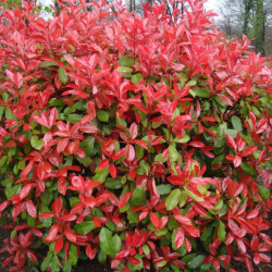 Photinia nain Red Robin - Photinia fraseri Red Robin 60cm en Pot