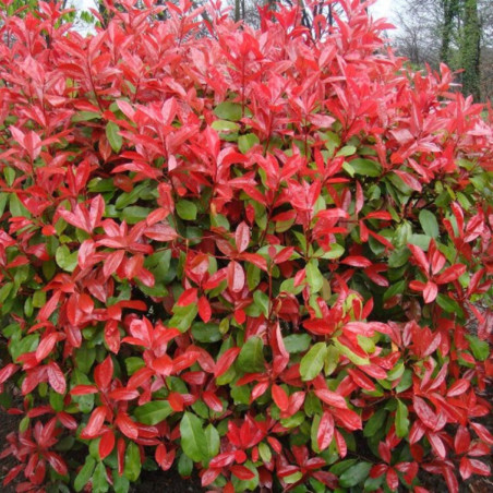 Photinia nain Red Robin - Photinia fraseri Red Robin 80cm en Pot