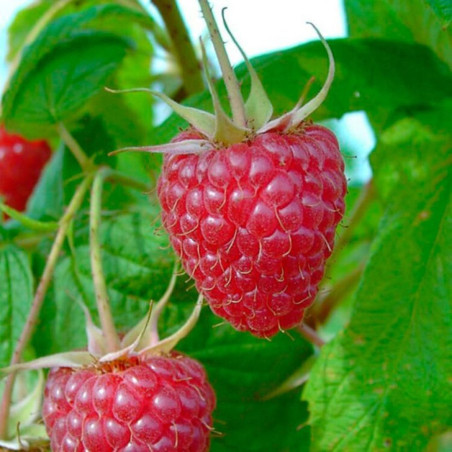Framboisier Zefa Herbsternte - Rubus idaeus Zefa Herbsternte Pot 15,5cm