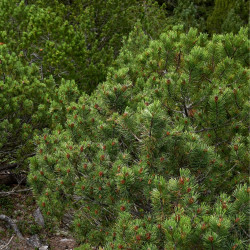 Pin mugo Mops - Pinus mugo Mops 25/30cm Pot 8L