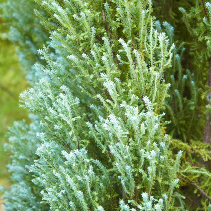 Genévrier des Rocheuses Blue Arrow - Juniperus scopulorum Blue Arrow 125/135cm