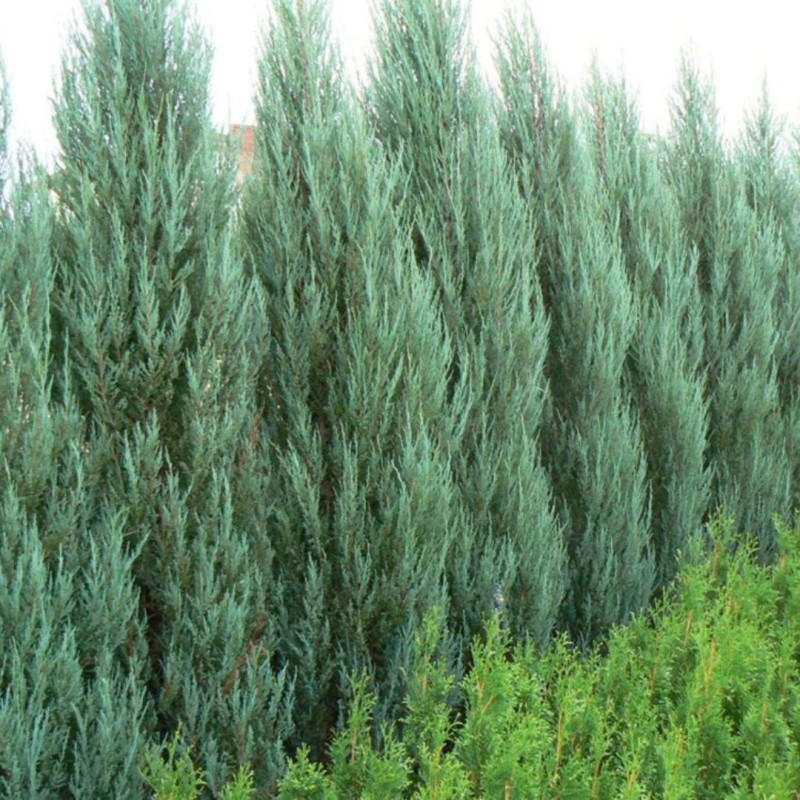Genévrier des Rocheuses Blue Arrow - Juniperus scopulorum Blue Arrow 125/135cm