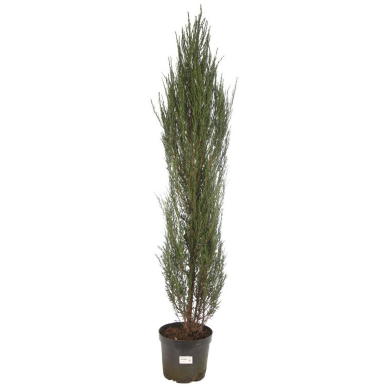 Genévrier des Rocheuses Blue Arrow - Juniperus scopulorum Blue Arrow 125/135cm