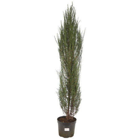 Genévrier des Rocheuses Blue Arrow - Juniperus scopulorum Blue Arrow 125/135cm