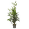 Thuya Atrovirens - Thuja plicata Atrovirens 125/135cm