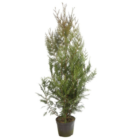 Thuya Atrovirens - Thuja plicata Atrovirens 125/135cm
