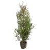 Thuya Atrovirens - Thuja plicata Atrovirens 125/135cm