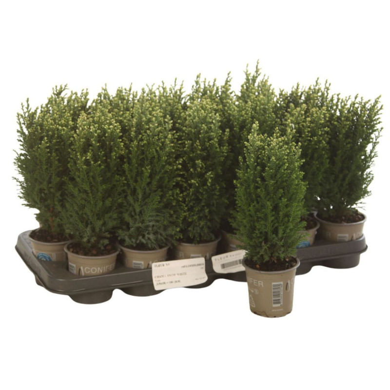 Faux-cyprès de Lawson Snow White - Chamaecyparis lawsoniana Snow White Pot 9cm