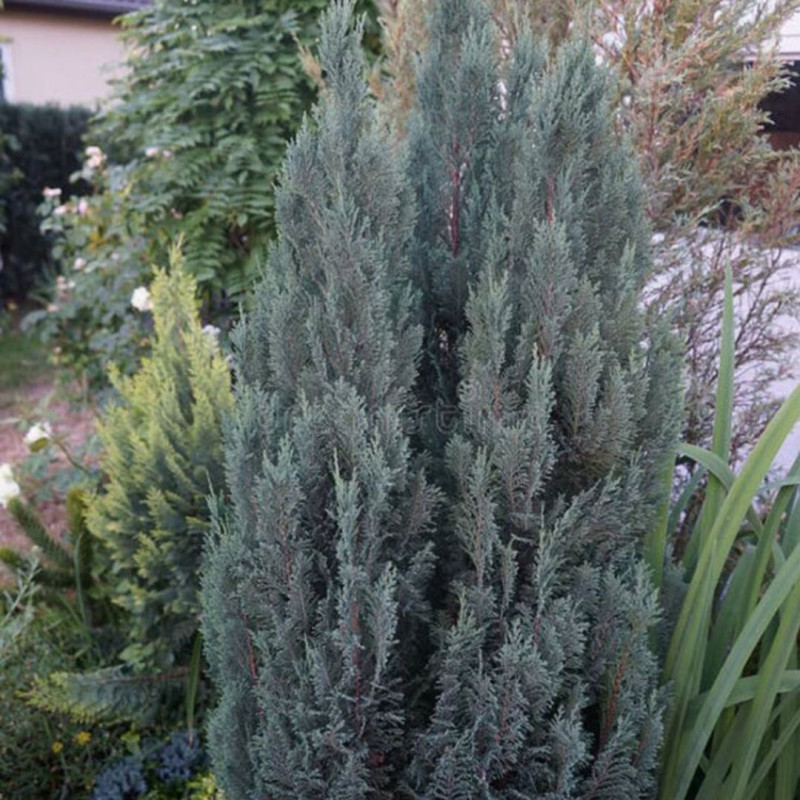 Faux-cyprès de Lawson Snow White - Chamaecyparis lawsoniana Snow White Pot 9cm