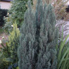 Faux-cyprès de Lawson Snow White - Chamaecyparis lawsoniana Snow White Pot 9cm